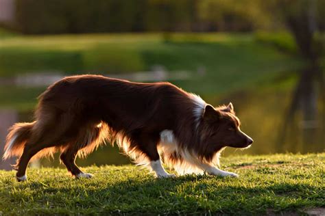 rough coated border collie.